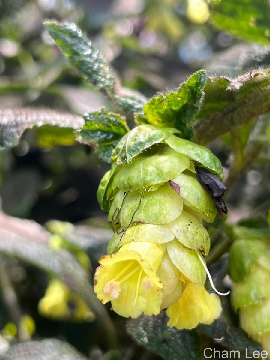 Strobilanthes calycina Nees